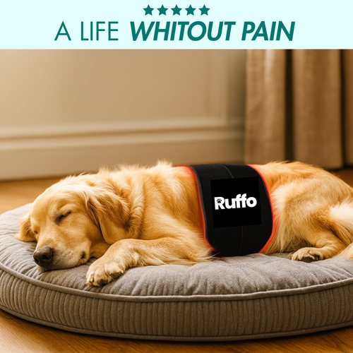 RED LIGHT THERAPY DOG