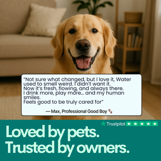 Pet Water Fountain