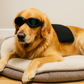 Protection eyewear